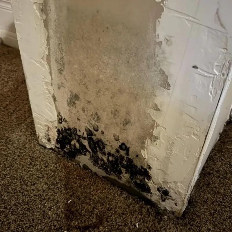 Professional Mold Removal in Reidsville, GA